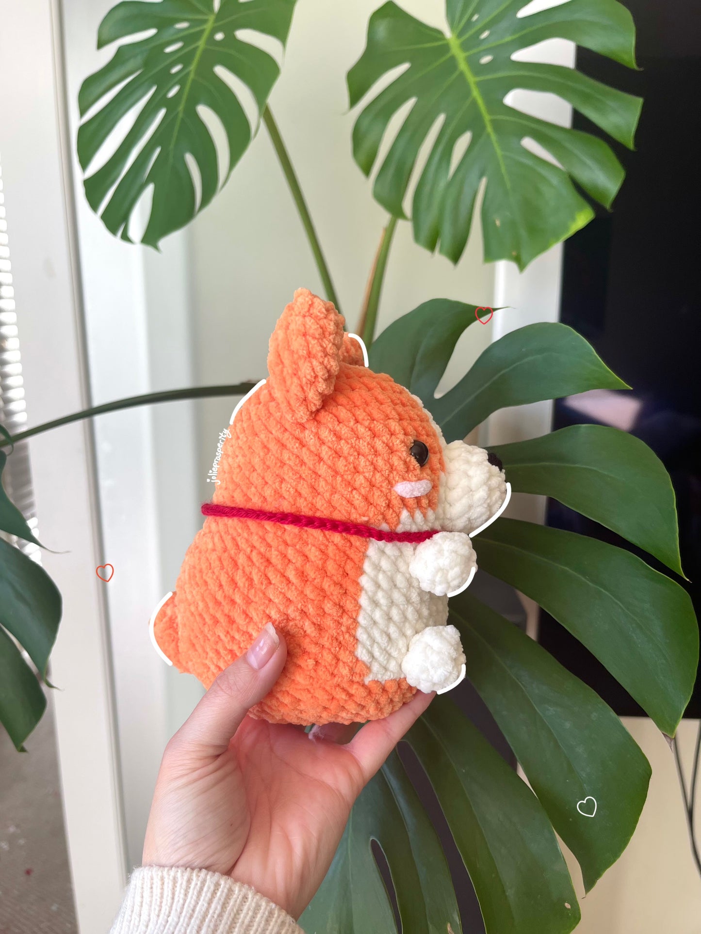 Pumpkin the Chubby Corgi